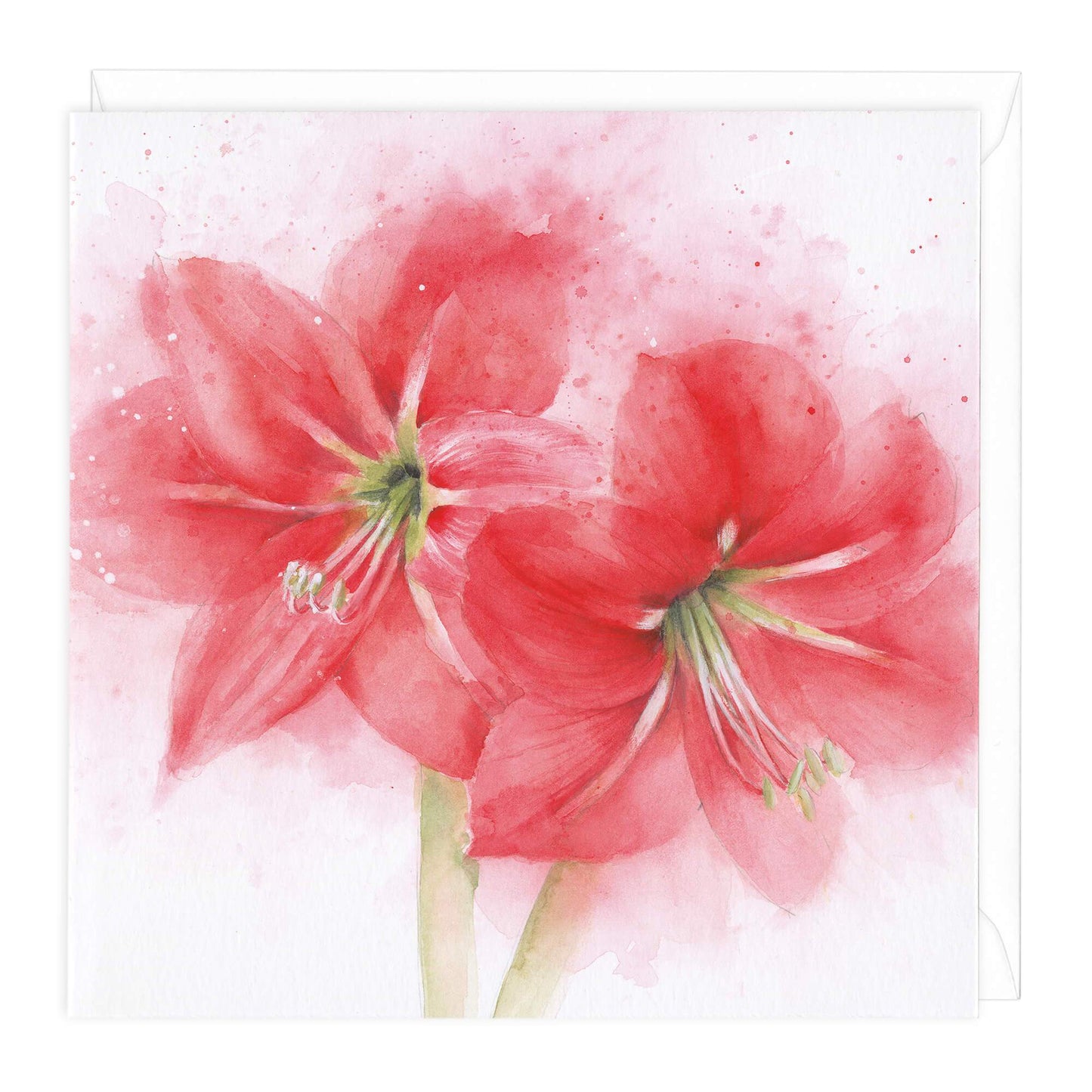 Amaryllis Floral Card