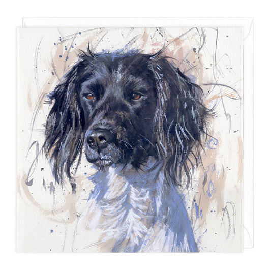 Springer Spaniel